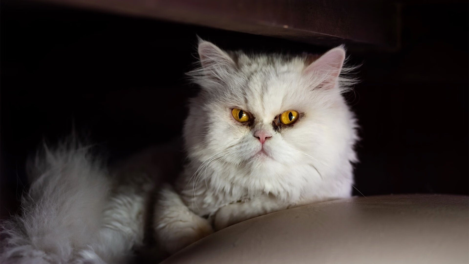 钢铁之胃与时空裂隙,当猛龙鏖战掘金,欧冠决赛的范弗利特接管了一切