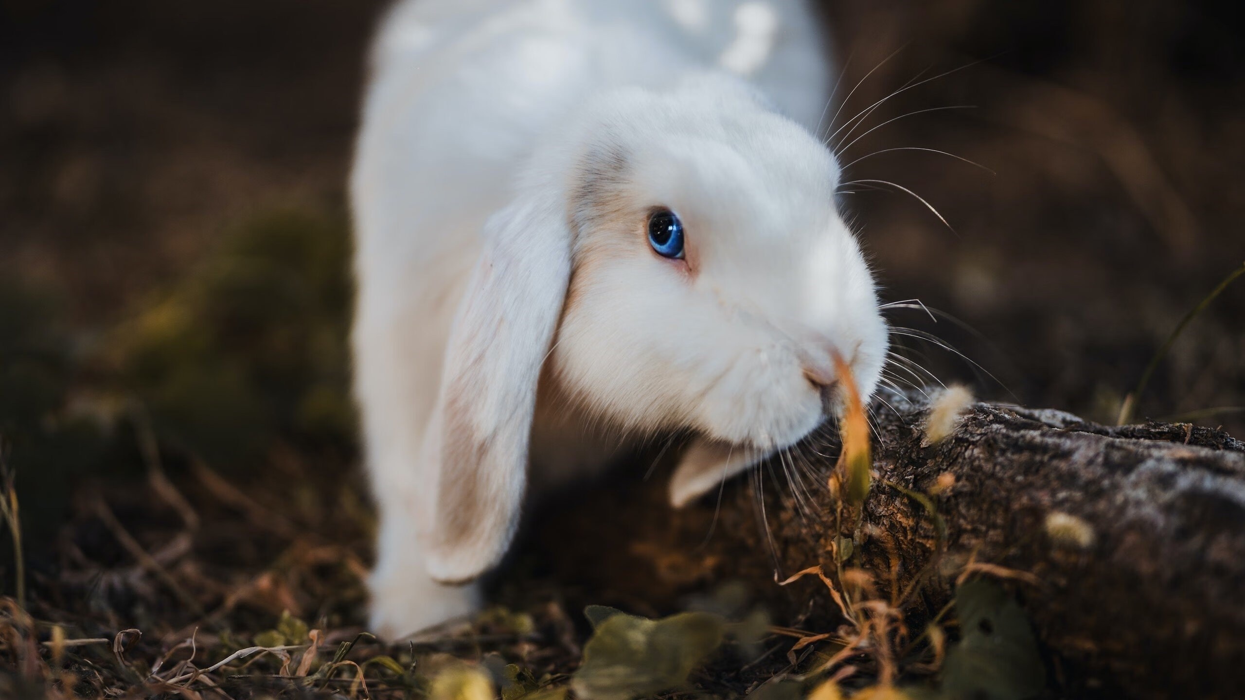 战场没有如果,里昂绝杀日本,一部亚洲足球的冷峻启示录