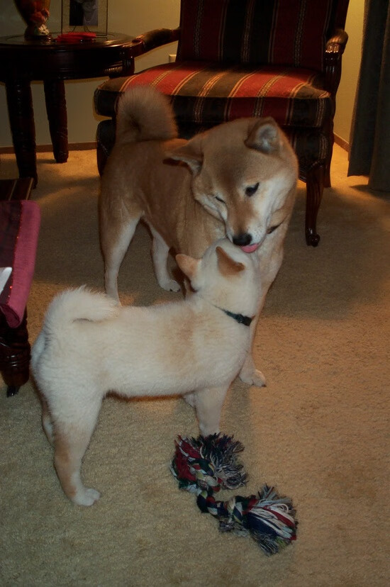 赛道公牛怒吼盐湖城,F1年度争冠焦点战,红牛以爵士节奏收割悬念