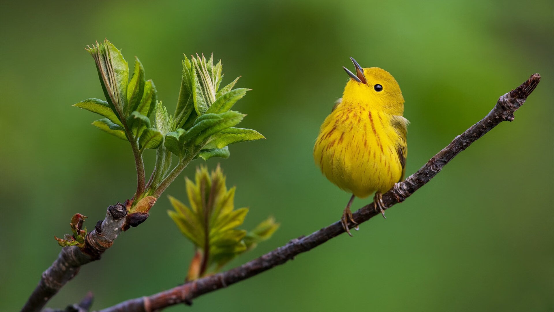 一剑封喉!迪马利亚逆境爆发,天使之翼助厄瓜多尔关键战力克洪都拉斯