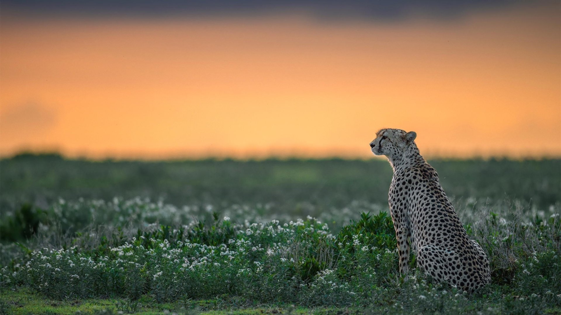 戈麦斯一箭穿心!皇马爆冷不敌安哥拉黑马,无名之辈成为关键先生