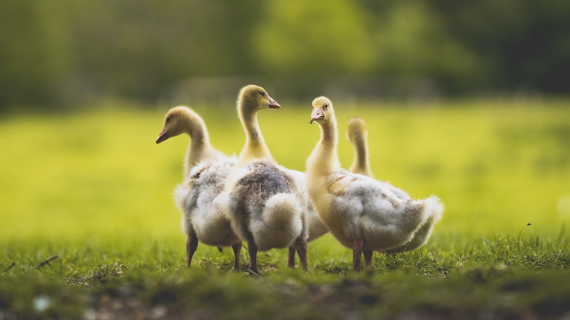 血脉与战袍,当加纳红黄绿撕裂蓝黑条纹,谁是真正的布鲁诺?