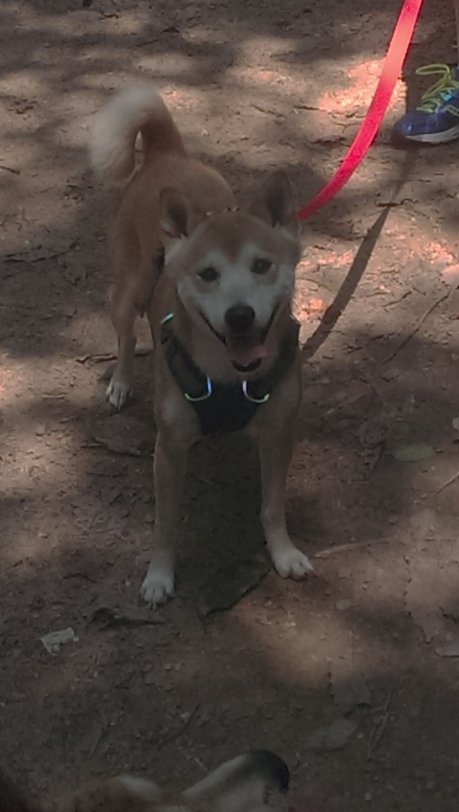 错位时空的王者，塔图姆客场征服凤凰城，最佳称号撼动全场