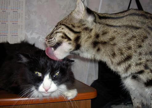 关键球先生，体育史上两记不朽的传奇瞬间