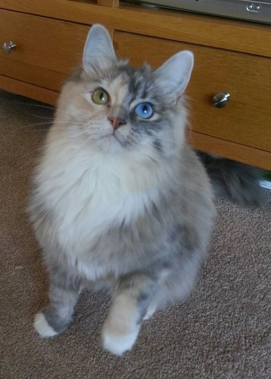 决战紫禁之巅，北京队粉碎魔术，布克在世界排名争夺战中接管比赛