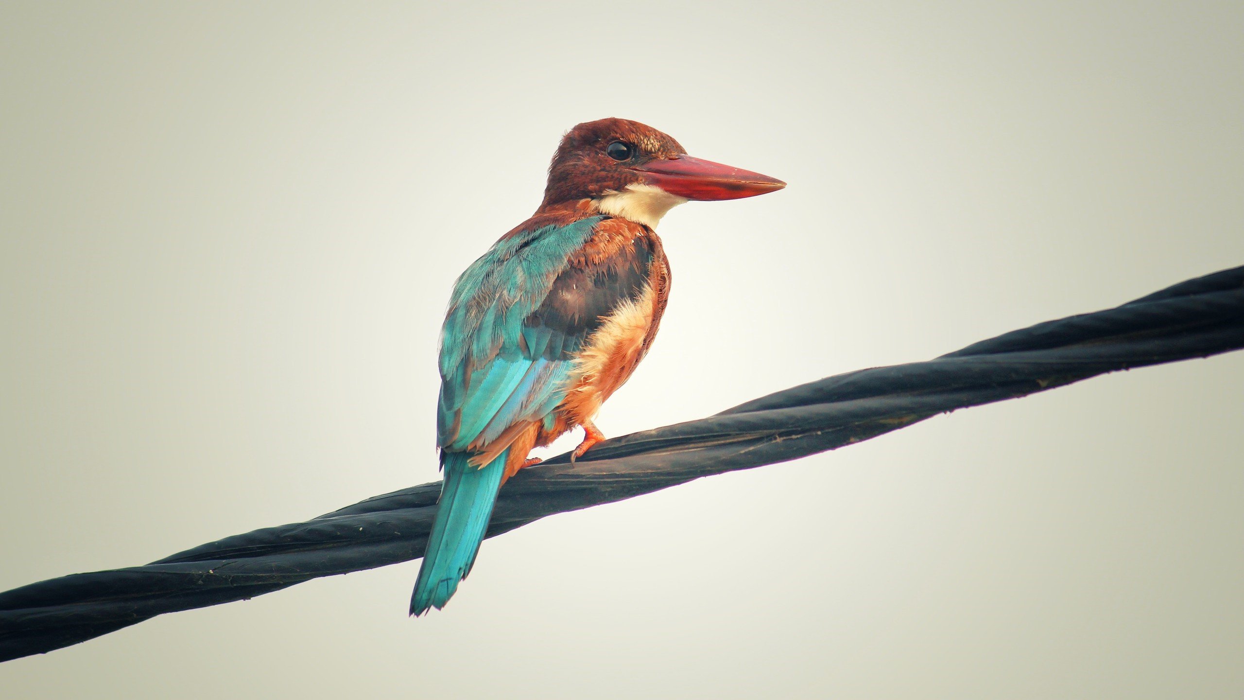 以下是为您扩展的标题及撰写的文章