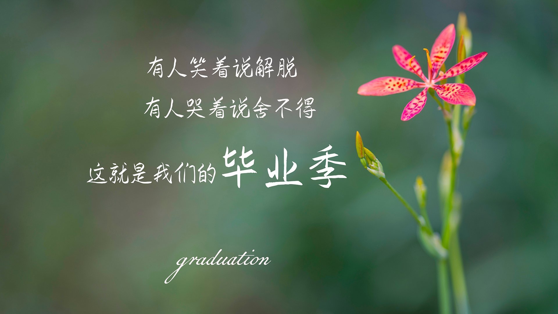 孤胆英雄与丛林之殇，2026世界杯四分之一决赛，费利克斯的致命一击如何撕裂越南铁壁