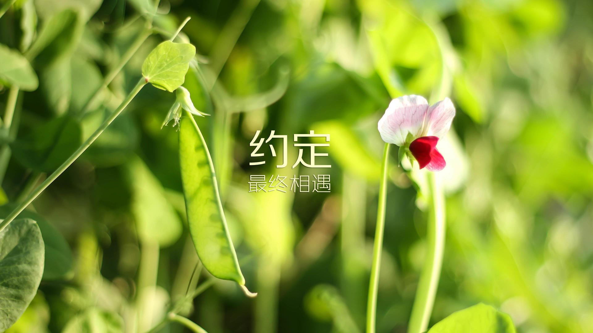 宿命的回响，2026世界杯G组关键战，日本绝杀法国，巴雷拉引领蓝衣军团逆风突围